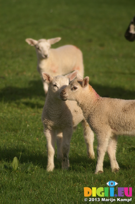 D7D00478 Lambs in field